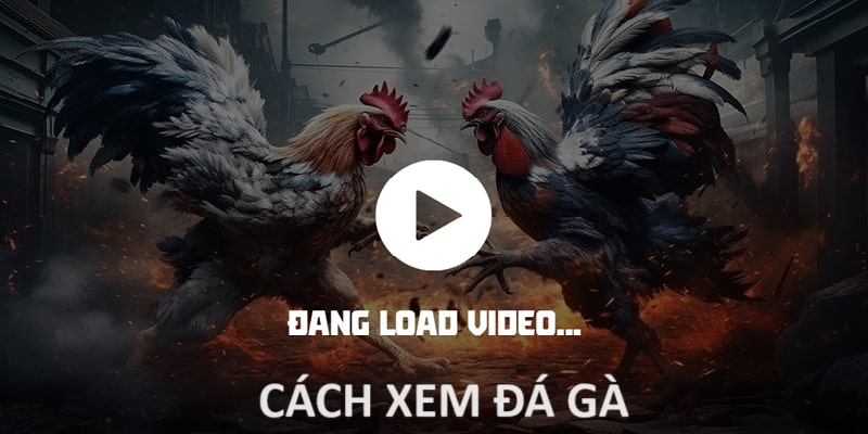 Cách Xem Đá Gà Trực Tiếp Full HD Và Cược Thả Ga Tại TP88